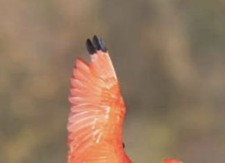 Should We All Be Making Moves Like the Scarlet Ibis?