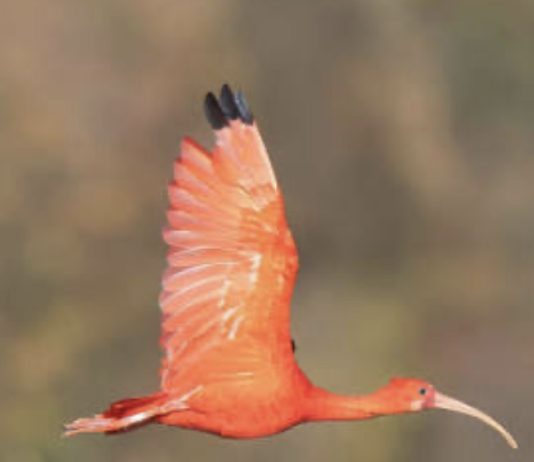 Should We All Be Making Moves Like the Scarlet Ibis?