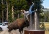 Grandfather Recovers from Violent Bison Attack at Yellowstone, Incident Caught on Camera