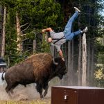 Grandfather Recovers from Violent Bison Attack at Yellowstone, Incident Caught on Camera