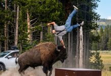 Grandfather Recovers from Violent Bison Attack at Yellowstone, Incident Caught on Camera