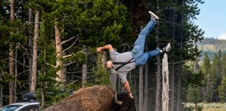 Grandfather Recovers from Violent Bison Attack at Yellowstone, Incident Caught on Camera