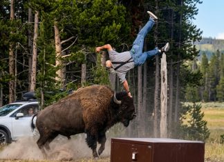Grandfather Recovers from Violent Bison Attack at Yellowstone, Incident Caught on Camera