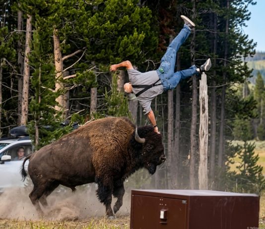 Grandfather Recovers from Violent Bison Attack at Yellowstone, Incident Caught on Camera