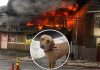 Pet Dog Dies, Business and Apartment Destroyed in Diego Martin Fire on Tuesday
