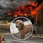 Pet Dog Dies, Business and Apartment Destroyed in Diego Martin Fire on Tuesday