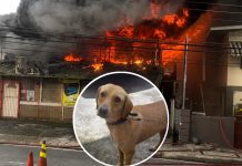 Pet Dog Dies, Business and Apartment Destroyed in Diego Martin Fire on Tuesday