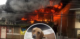 Pet Dog Dies, Business and Apartment Destroyed in Diego Martin Fire on Tuesday