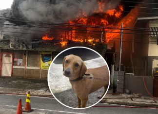 Pet Dog Dies, Business and Apartment Destroyed in Diego Martin Fire on Tuesday