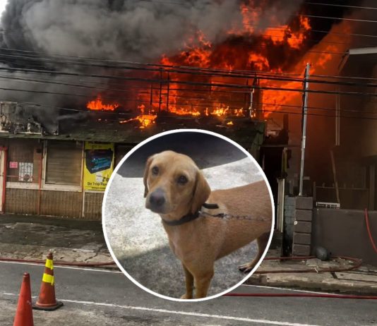 Pet Dog Dies, Business and Apartment Destroyed in Diego Martin Fire on Tuesday