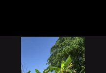 MP Keith Scotland Shares Appreciation of Trinidad and Tobago’s Countryside