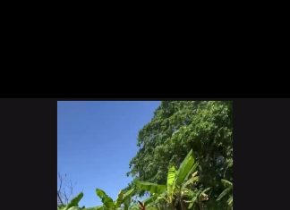 MP Keith Scotland Shares Appreciation of Trinidad and Tobago’s Countryside