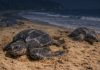 Trinidad and Tobago Urges Public to Protect Sea Turtles During Nesting Season