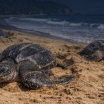 Trinidad and Tobago Urges Public to Protect Sea Turtles During Nesting Season