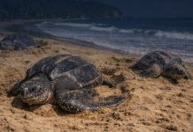 Trinidad and Tobago Urges Public to Protect Sea Turtles During Nesting Season