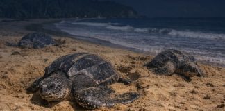 Trinidad and Tobago Urges Public to Protect Sea Turtles During Nesting Season