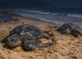 Trinidad and Tobago Urges Public to Protect Sea Turtles During Nesting Season