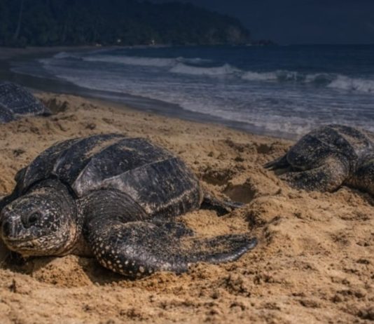 Trinidad and Tobago Urges Public to Protect Sea Turtles During Nesting Season