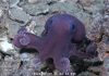 Scientists May Have Found New Octopus Species in Trinidad and Tobago Waters