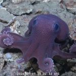 Scientists May Have Found New Octopus Species in Trinidad and Tobago Waters