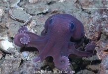 Scientists May Have Found New Octopus Species in Trinidad and Tobago Waters