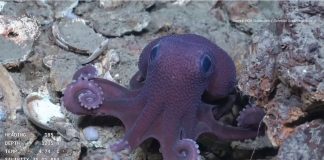 Scientists May Have Found New Octopus Species in Trinidad and Tobago Waters