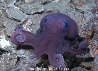 Scientists May Have Found New Octopus Species in Trinidad and Tobago Waters