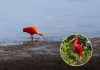 Scarlet Ibis Spotted in Southampton: A Caribbean Bird’s UK Adventure