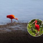 Scarlet Ibis Spotted in Southampton: A Caribbean Bird’s UK Adventure