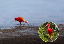 Scarlet Ibis Spotted in Southampton: A Caribbean Bird’s UK Adventure