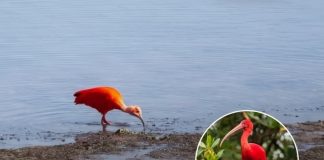 Scarlet Ibis Spotted in Southampton: A Caribbean Bird’s UK Adventure