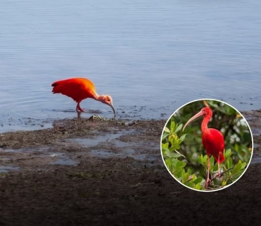 Scarlet Ibis Spotted in Southampton: A Caribbean Bird’s UK Adventure