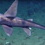 Ghost Shark Sighting Marks Trinidad and Tobago’s Historic Deep-Sea Exploration