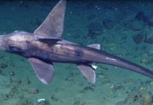 Ghost Shark Sighting Marks Trinidad and Tobago’s Historic Deep-Sea Exploration