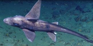 Ghost Shark Sighting Marks Trinidad and Tobago’s Historic Deep-Sea Exploration