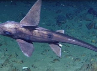 Ghost Shark Sighting Marks Trinidad and Tobago’s Historic Deep-Sea Exploration