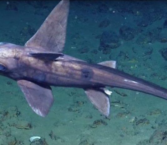 Ghost Shark Sighting Marks Trinidad and Tobago’s Historic Deep-Sea Exploration