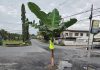 Banana Tree Marks Dangerous Cipero Road Pothole