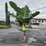 Banana Tree Marks Dangerous Cipero Road Pothole