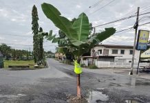 Banana Tree Marks Dangerous Cipero Road Pothole