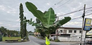 Banana Tree Marks Dangerous Cipero Road Pothole