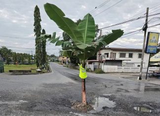 Banana Tree Marks Dangerous Cipero Road Pothole