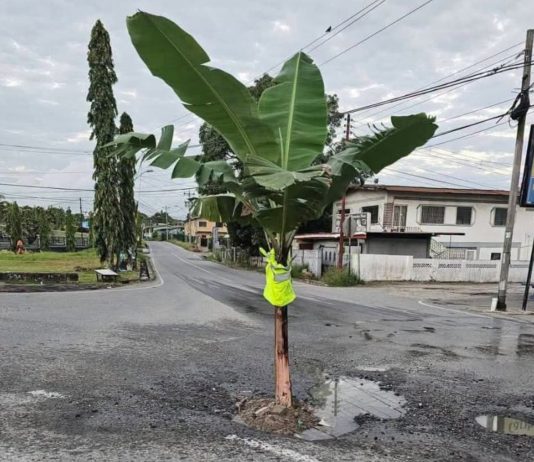 Banana Tree Marks Dangerous Cipero Road Pothole