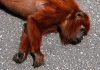Red Howler Monkey Killed Crossing Manzanilla Road