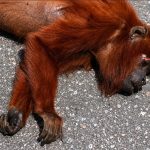 Red Howler Monkey Killed Crossing Manzanilla Road