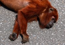 Red Howler Monkey Killed Crossing Manzanilla Road