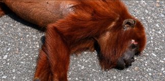 Red Howler Monkey Killed Crossing Manzanilla Road