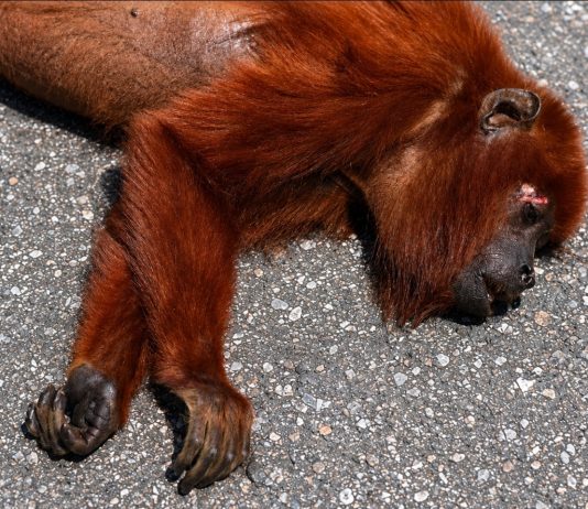 Red Howler Monkey Killed Crossing Manzanilla Road