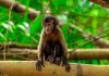 Discover the Monkeys at Bamboo Cathedral: Trinidad’s Natural Treasure