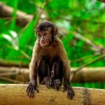 Discover the Monkeys at Bamboo Cathedral: Trinidad’s Natural Treasure